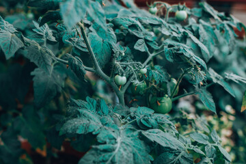 Green Cherry Tomatoes hanging on a branch