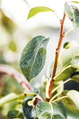green leaves on a branch