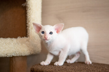 Oriental shorthair cat sitting and watching, white animal pet, domestic kitty, purebred Cornish Rex. Copy space.