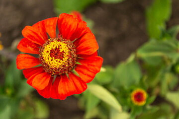 Orange flower with a yellow center in the garden
