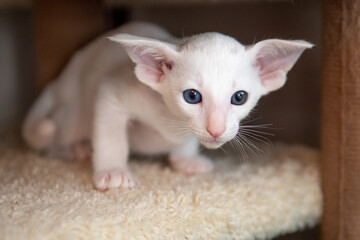 Oriental shorthair cat sitting and watching, white animal pet, domestic kitty, purebred Cornish Rex. Copy space.