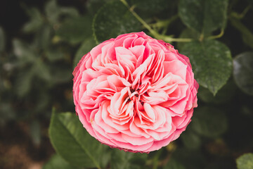Beautiful fresh pink rose flower from top view, nature background, valentine gift, spring and summer garden