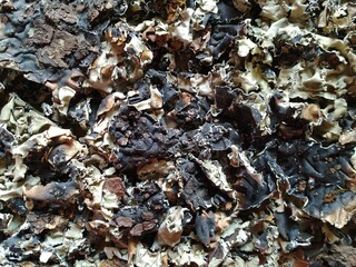 Black color dried stone flower or Parmotrema perlatum