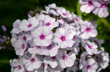 pink and white phlox flowers