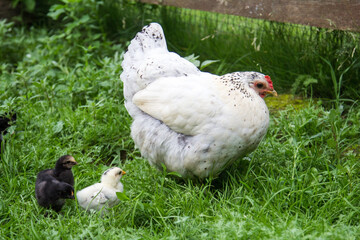 The white hen walks on the green grass and teaches her Chicks to get their food