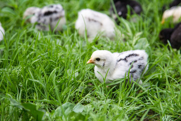 A small chicken in the grass is looking for food