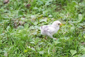 A small chicken in the grass is looking for food