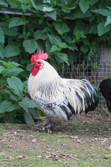 A beautiful rooster stands in the poultry yard