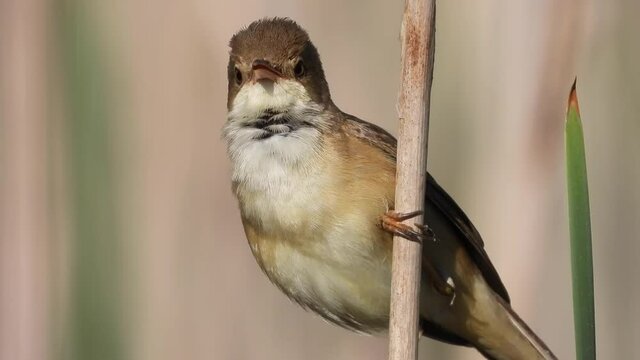 Teichrohrs&auml;nger (Acrocephalus scirpaceus) singt im Schilf