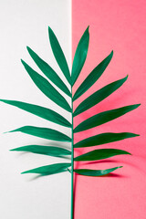 Tropical leaf on pink and white paper background. Flat lay, top view, minimal design template with copyspace.