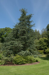 Fototapeta na wymiar Summer Foliage of an Evergreen Coniferous Blue Atlas Cedar Tree (Cedrus atlantica 'Glauca') Growing in a Garden in Rural Devon, England, UK