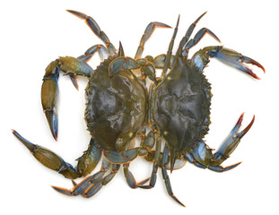 Two blue Crabs with white background