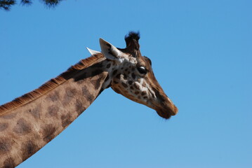 girafe