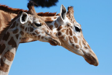 girafe