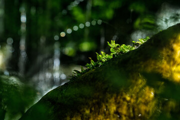 Beautiful green moss on the stone in the forest, moss closeup, macro. Beautiful background of moss for wallpaper.