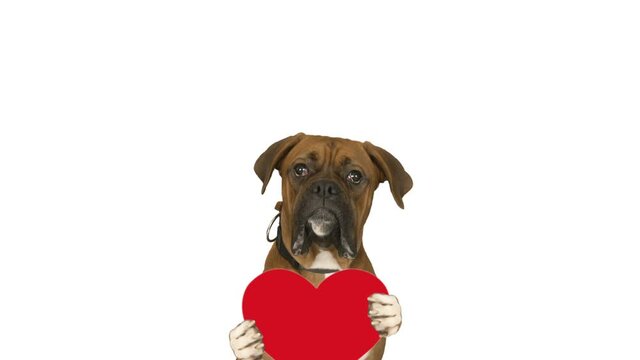 dog holding heart on white background