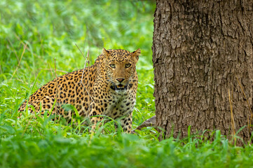 leopard or panther or panthera pardus fusca head on in natural green background in monsoon season safari in jhalana forest or leopard reserve jaipur rajasthan india