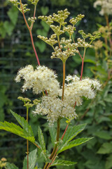 Meadowsweet (Latin name Filipendula ulmaria). Flowers on a natural background of green leaves. A plant widely used in medicine, popularly known as 