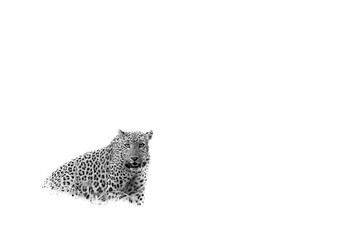 Fototapeta na wymiar wild leopard or panther or panthera pardus fusca in isolated white background