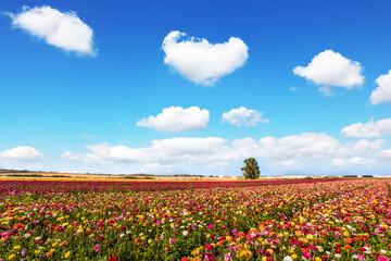 Fototapeta na wymiar Spring flower fields of garden buttercups