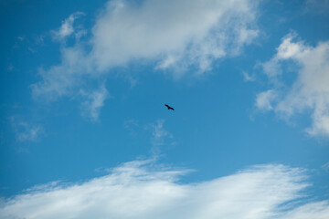 Vulture silhouette flying in blue sky