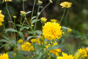 Rudbeckia laciniata yellow flowers closeup  selective focus