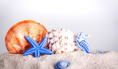 Ein Mix aus verschiedenen Muscheln im Sand  © defpics