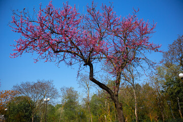 pink cherry blossoms at the blue sky 