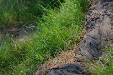 Fototapeta premium the root of the tree and green grass