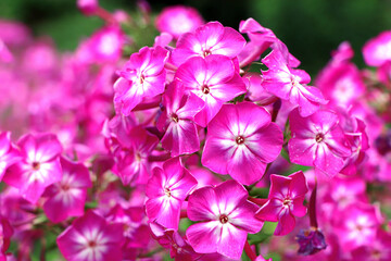 Obraz na płótnie Canvas Spring flowers. Garden divaricata phlox. Blooming pink phlox. Beautiful flowers in spring