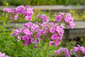 pink Phlox paniculata garden phlox flowers macro selective focus