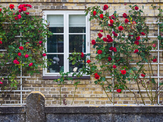 Fototapeta na wymiar Roses growing up the wall of a house