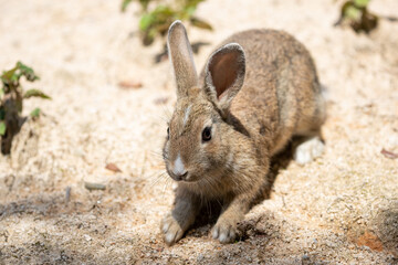 Fototapeta premium 野生の仔ウサギ -うさぎの楽園 大久野島-