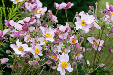 pink garden anemone flowers