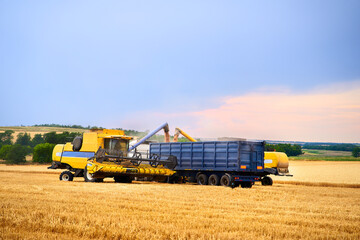 Fototapeta premium Overloading grain from the combine harvesters into a grain truck in the field. Harvester unloder pouring just harvested wheat into grain box body. Farmers at work. Agriculture harvesting season theme.