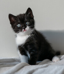 Obraz premium Bicolor british shorthair kitten, cute paws. black and white cat