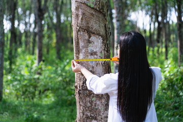 Female botanists in white coat at the forest.Young asian scientist woman looking at the bark of the rubber tree and measure the trunk size by using a tape measure researches rubber latex development