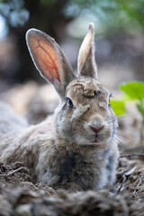 野生のウサギ -うさぎの楽園 大久野島-