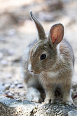 Fototapeta premium 野生の仔ウサギ -うさぎの楽園 大久野島-