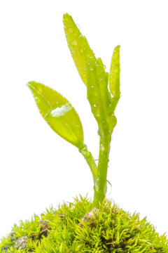Jeune plantule sur fond blanc 