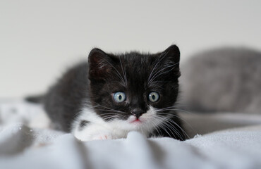 Bicolor british shorthair kitten, cute paws. black and white cat