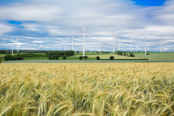 Field of wheat in summer