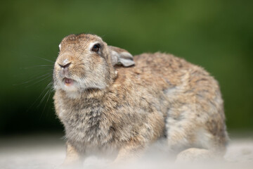 野生のウサギ -うさぎの楽園 大久野島-