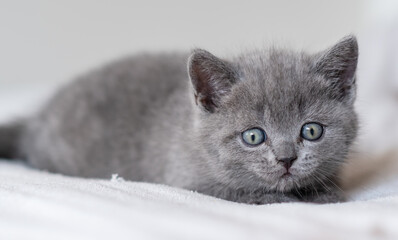 Portrait of cute blue british short hair kitten blue eyes. Selective  focus.