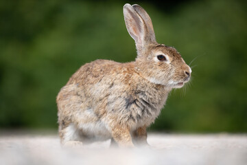 Obraz premium 野生のウサギ -うさぎの楽園 大久野島-
