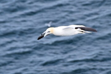 Gannet in flight