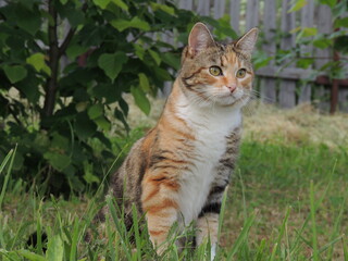 Insanely beautiful nature and architecture. Nature. Sky. The sun. Building. Trees. Macro.