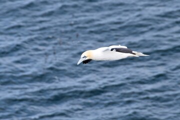 gannet in flight