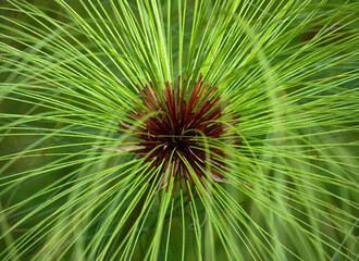 Giant Egyptian, Papyrus - Egyptian or giant variety (Cyperus papyrus)