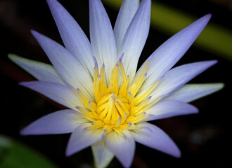 Waterlily, portrait small lily - 2